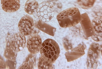 01-Biofilm-Formation