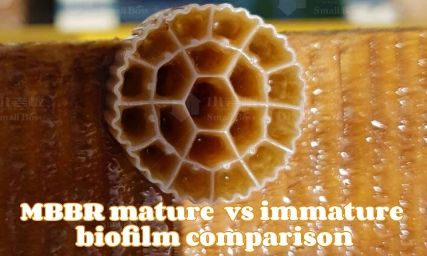 MBBR-mature-vs-immature-biofilm-comparison